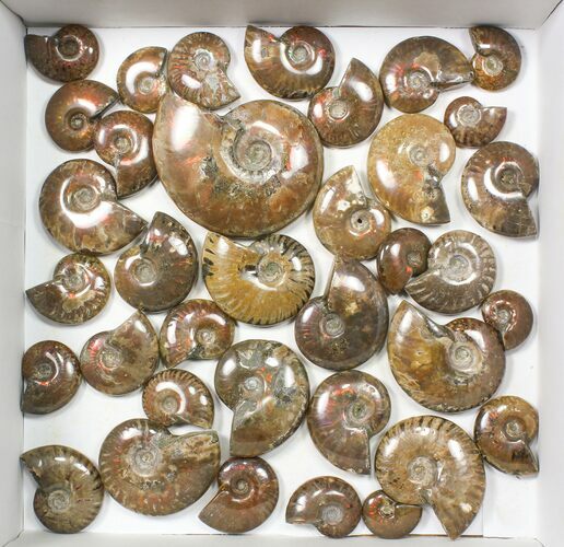 Lot: kg Iridescent, Red Flash Ammonites (-) - Pieces #82475